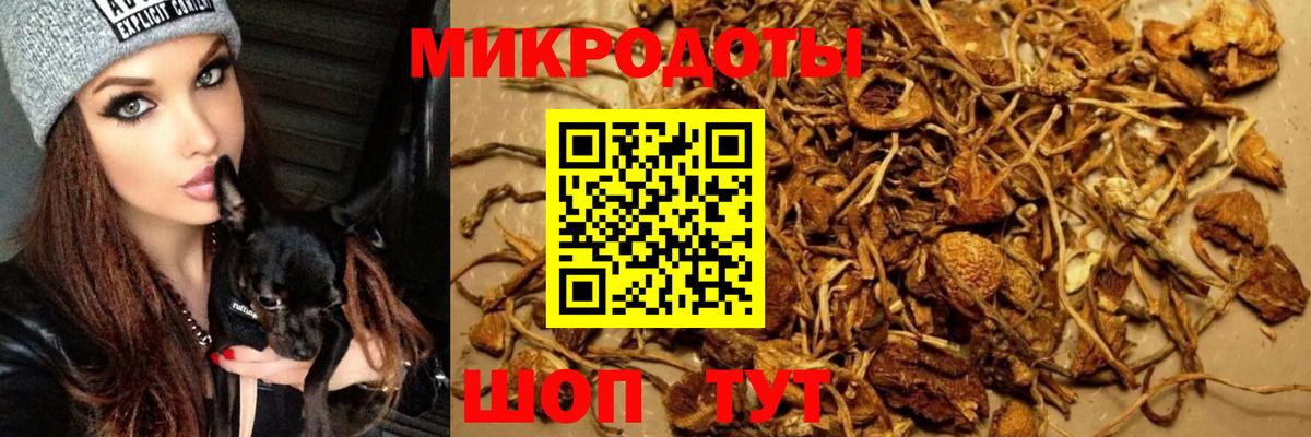 Галлюциногенные грибы Psilocybe  Вход с VPN  Галлюциногенные грибы Psilocybe  Железноводск 